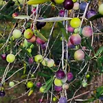 וילה Valle D'itria In