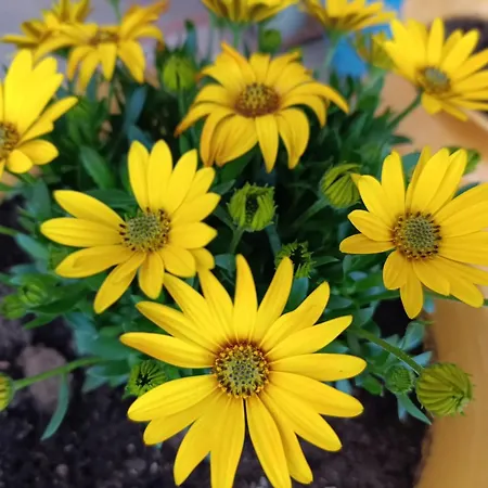 Valle D'itria In Мартина-Франка